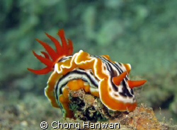 taken by canon G9 in lembeh by Chong Hanwan 